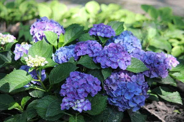 Fgfox Casino No Deposit Bonus