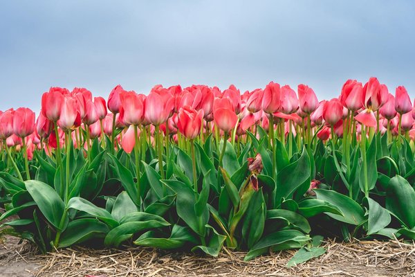 Slots De Casino Gratuits Spins