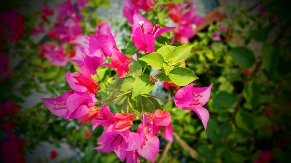 Casino En Ligne Avec Des Revendeurs En Direct