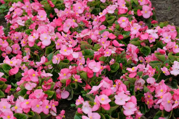 Roulette Chances De Gagner