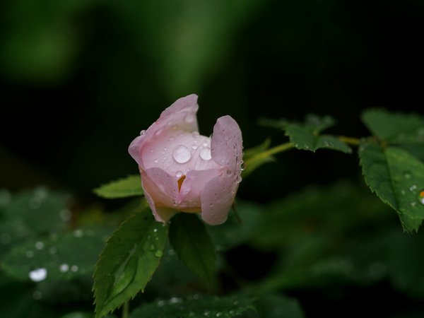 Machines à Sous Aléatoire