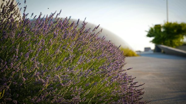 Meilleurs Machines à Sous En Ligne Canada