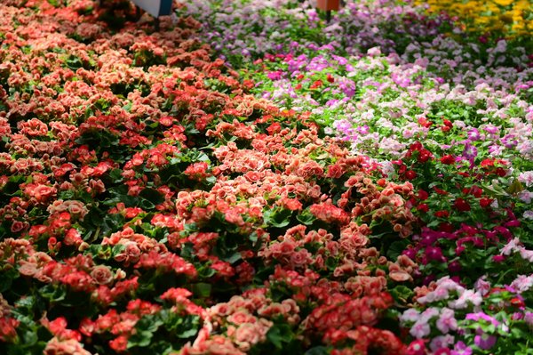 Slots Aucun Dépôt 2025