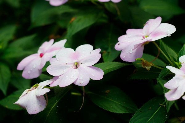 Machines à Sous Da Vinci
