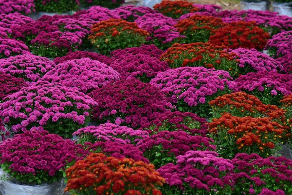 Rêver De Gagner Aux Machines à Sous