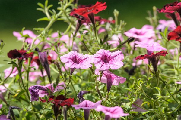 Machine à Sous Casino Cleopatra