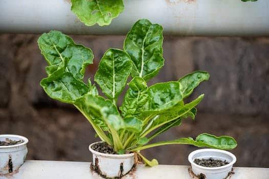 Quels sont les différents types de pots de fleurs disponibles sur le marché ?